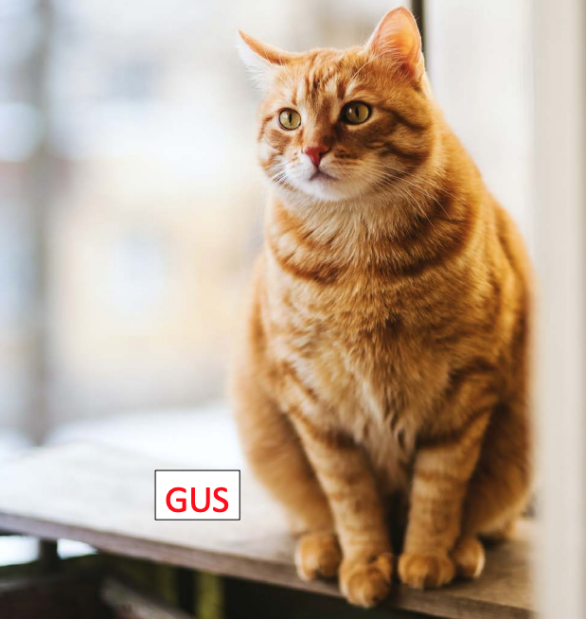Image of GUS, Lost Cat
