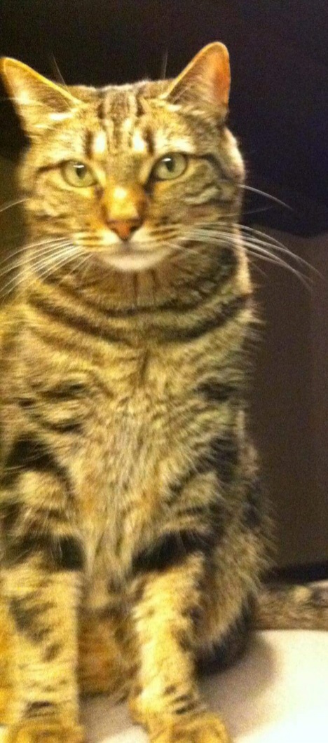 Image of Stripey, Lost Cat