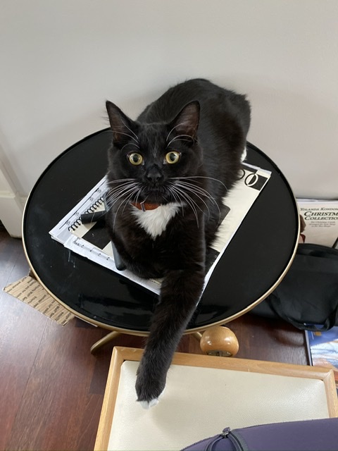 Image of Gilbert, Lost Cat