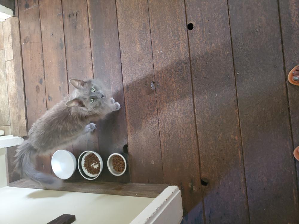 Image of Greybeard, Lost Cat