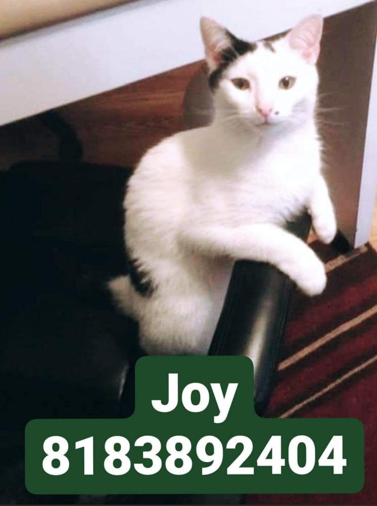 Image of Joy, Lost Cat