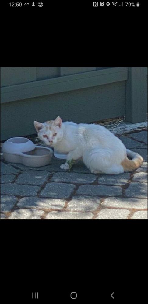 Image of Spencer.white/orange, Lost Cat