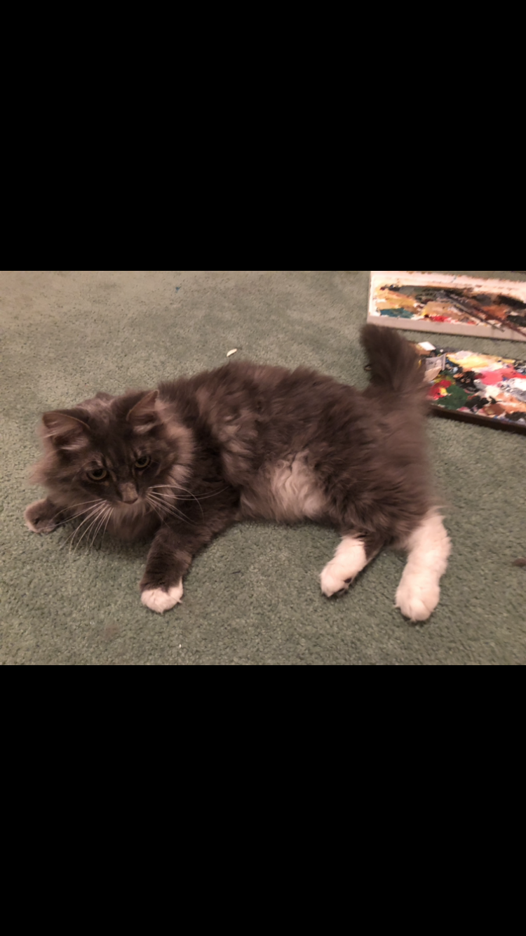 Image of Longhair white/grey, Lost Cat