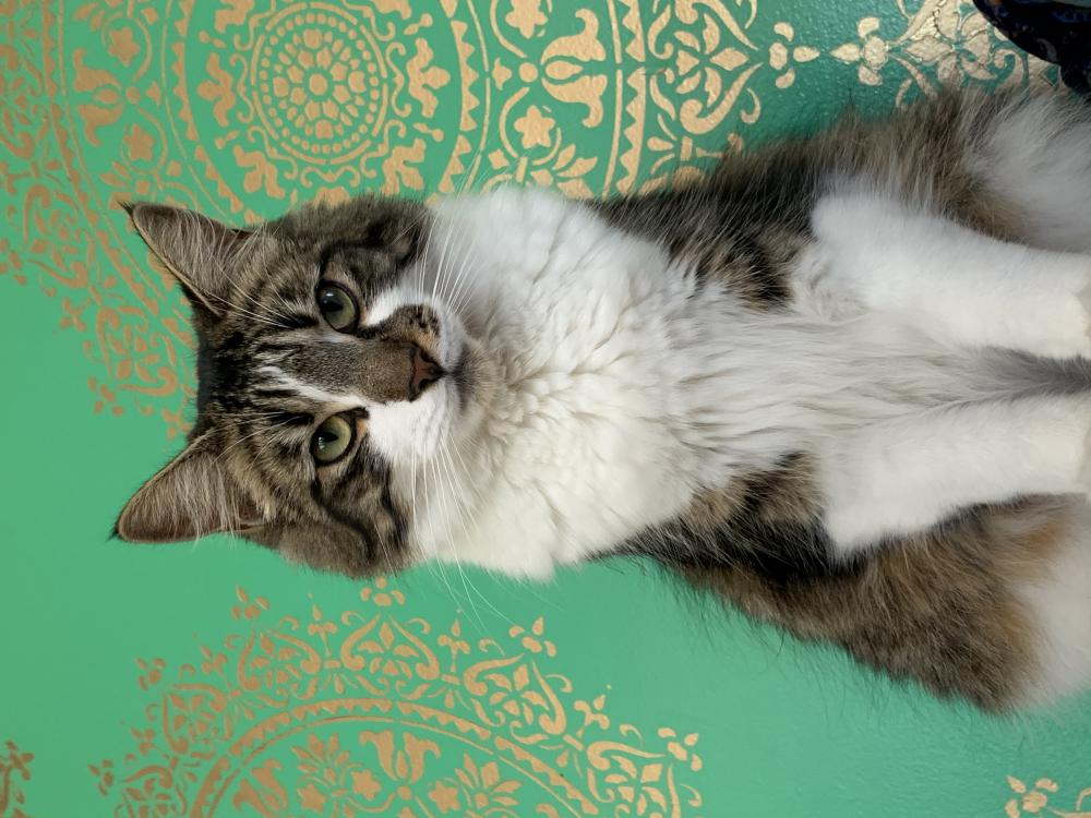 Image of Oro, Lost Cat