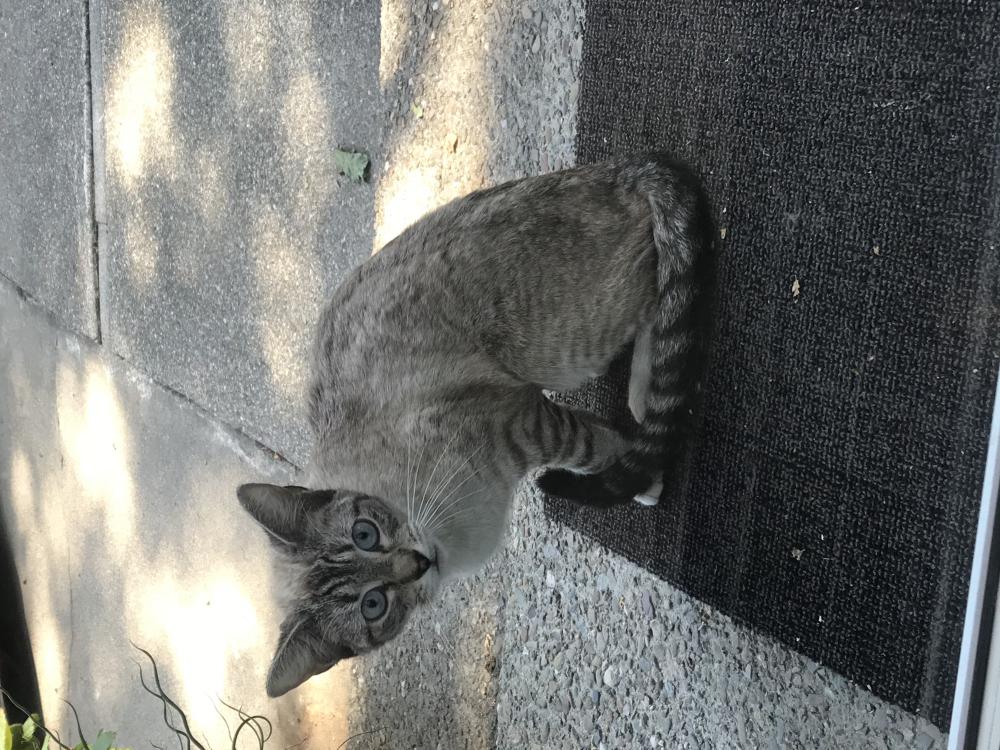 Image of Unknow, Found Cat