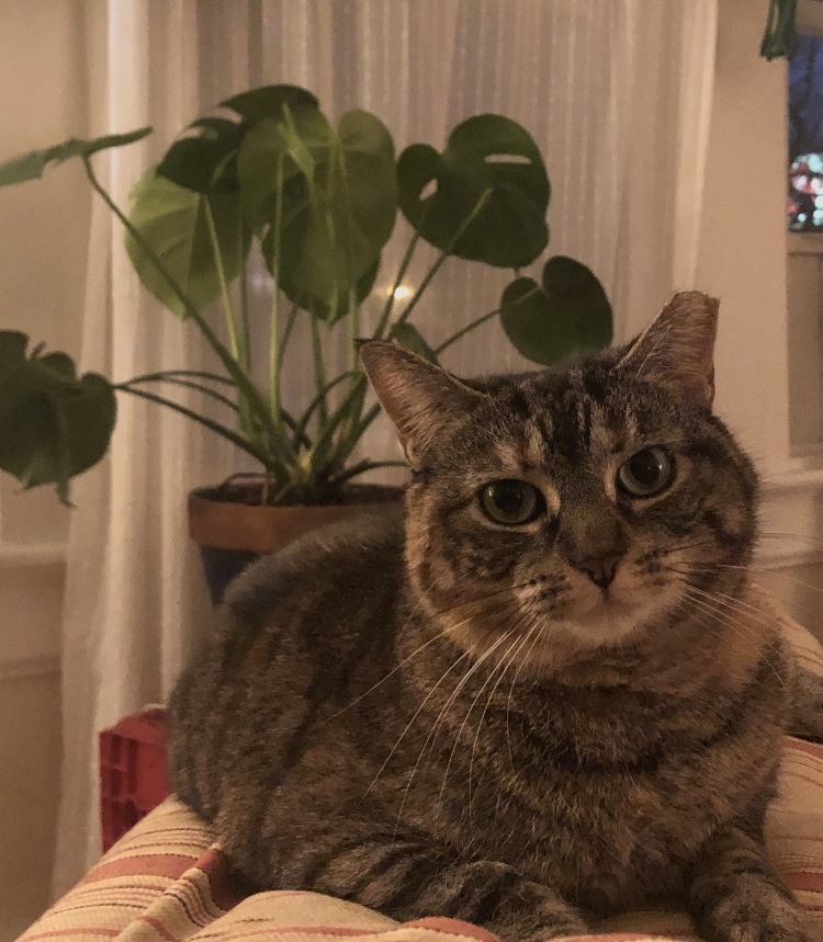 Image of Nelly, Lost Cat
