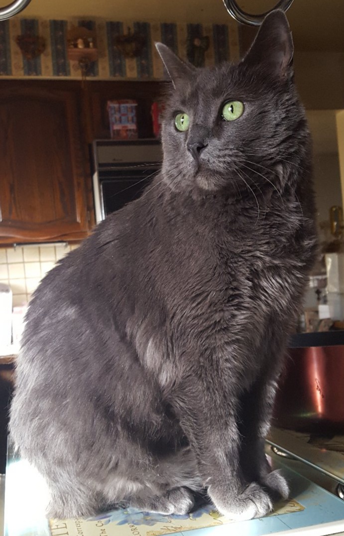 Image of DC, Lost Cat