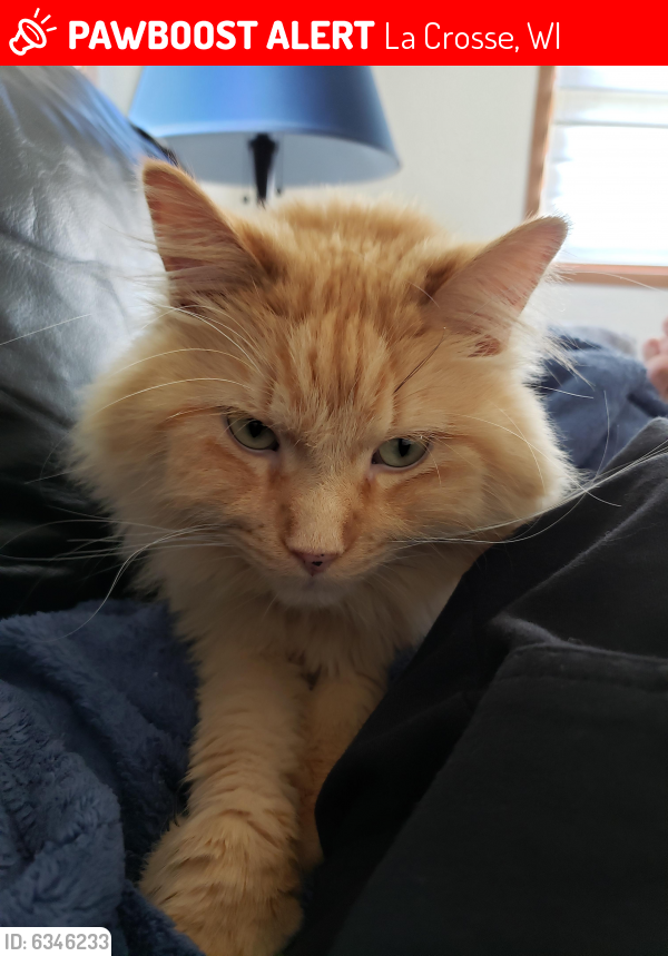 Image of CHEWY, Lost Cat