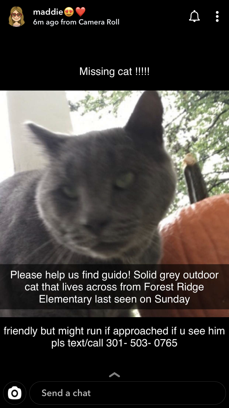 Image of Guido, Lost Cat