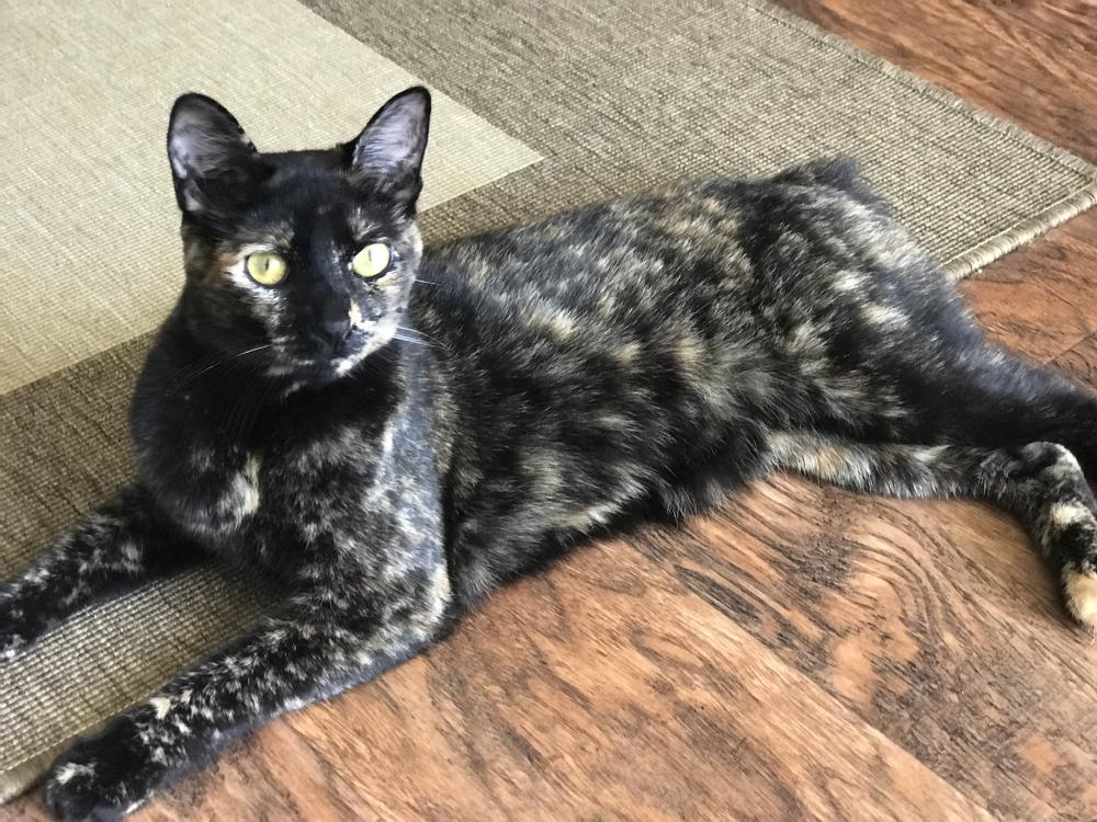 Image of Sister, Lost Cat