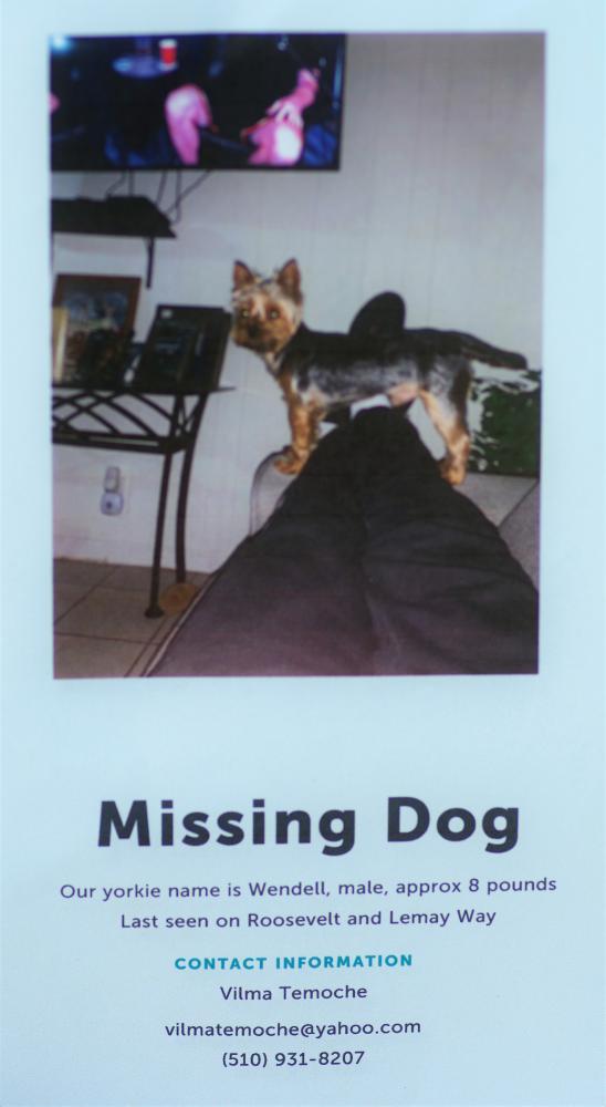 Image of Wendell, Lost Dog