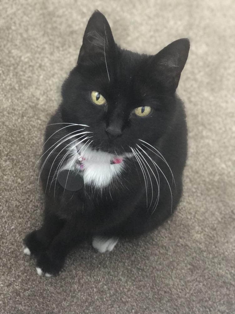 Image of Gypsy, Lost Cat