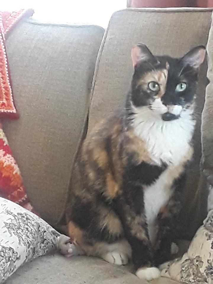 Image of Tiger Lily, Lost Cat