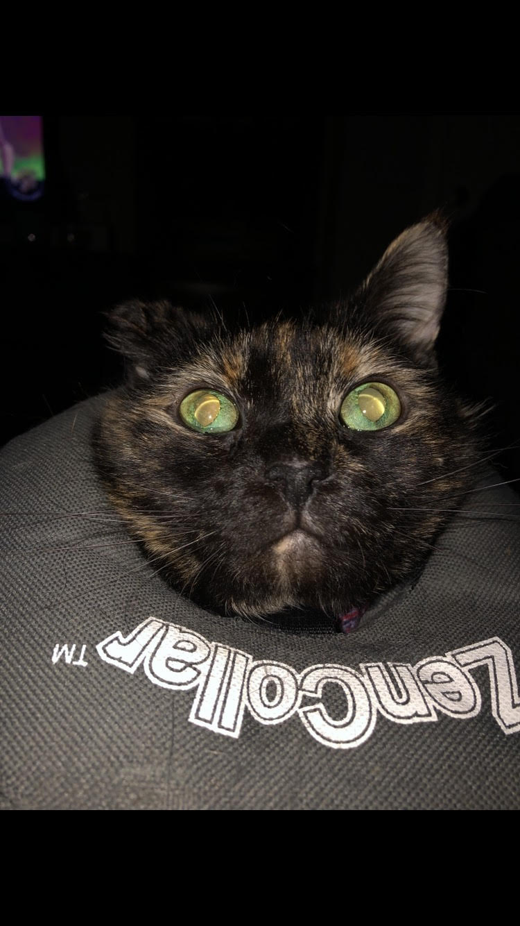 Lost Cat American Shorthair in BELLEVUE, WA Lost My Kitty