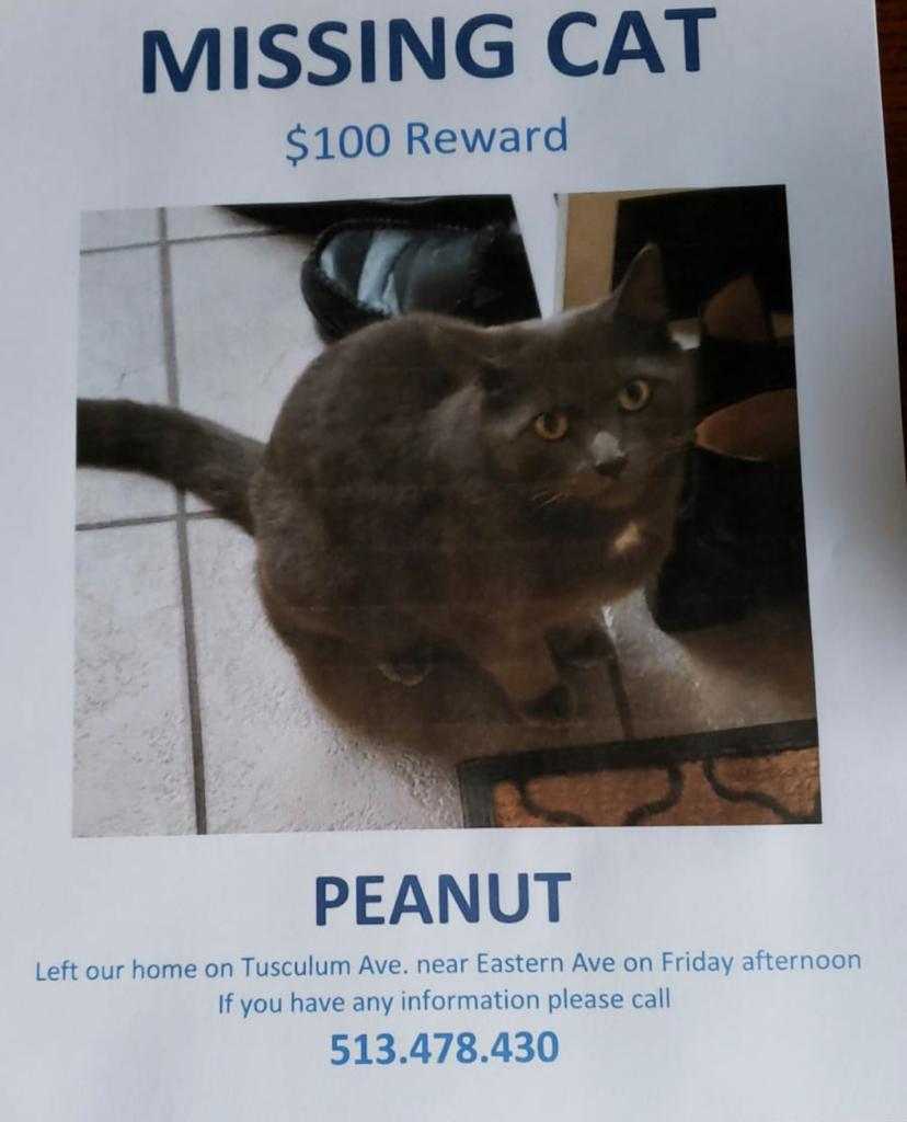 Image of Peanut, Lost Cat