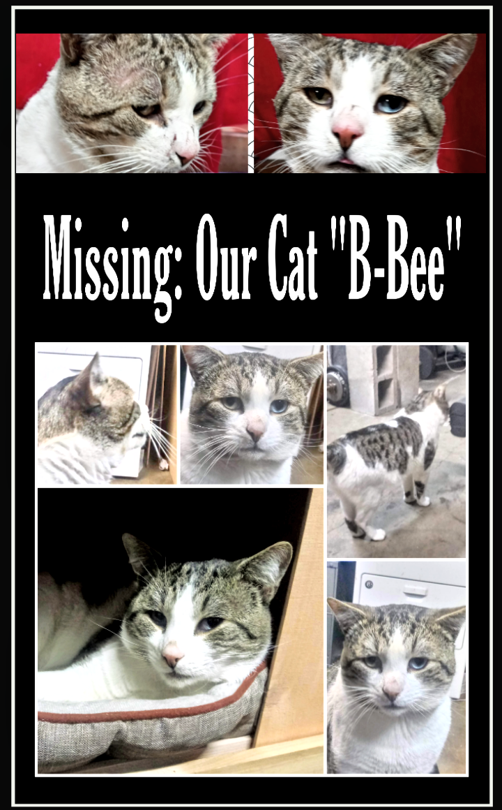 Image of Beebe, Lost Cat