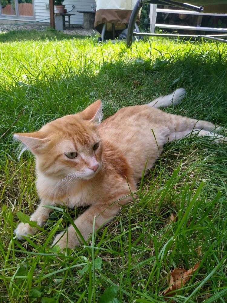 Image of Leo, Lost Cat