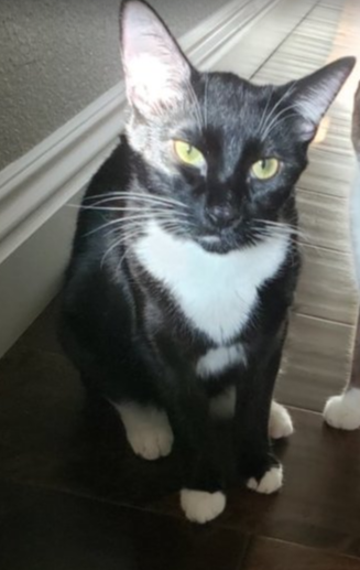 Image of Buzzy, Lost Cat