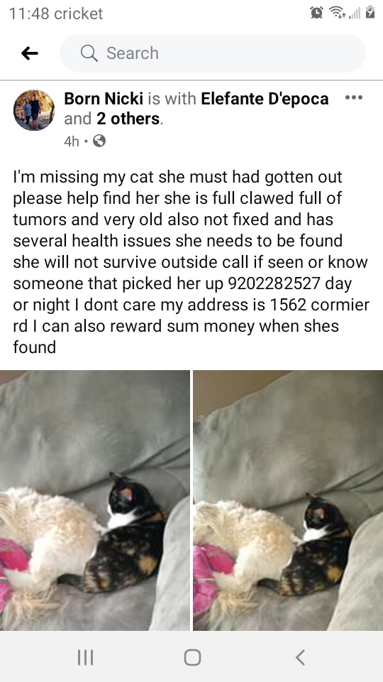 Image of Sparkey, Lost Cat