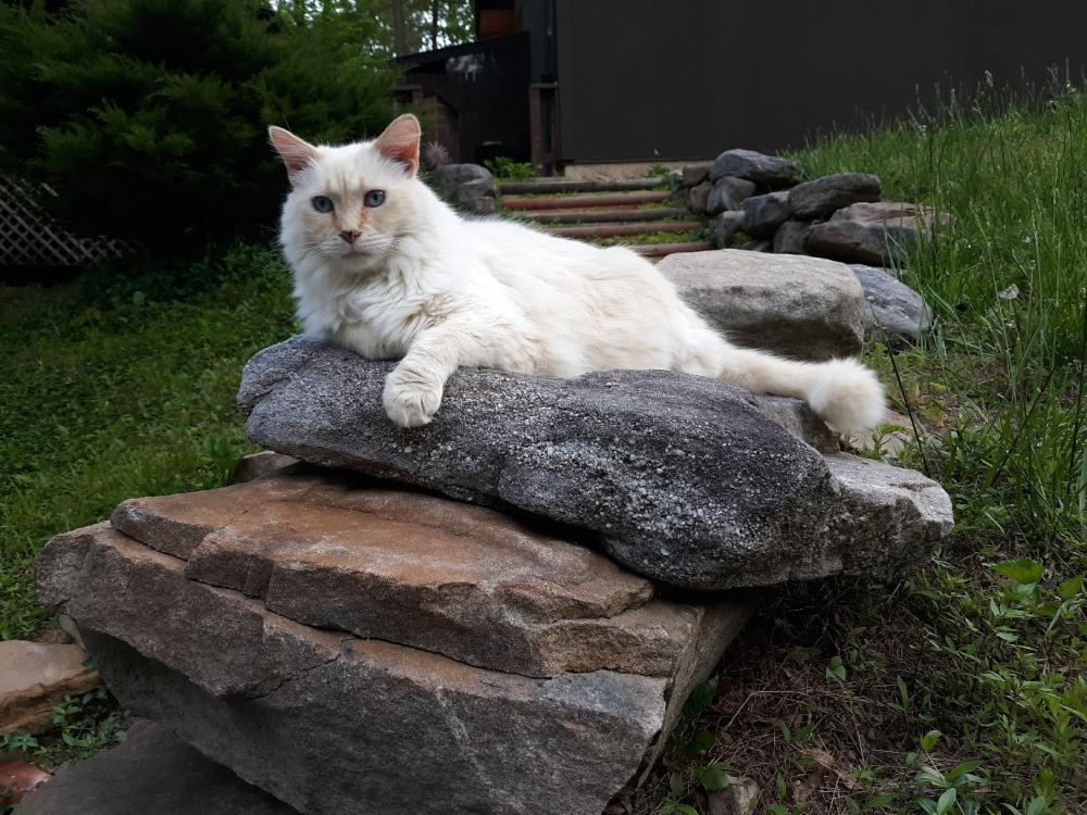 Image of The white guy, Lost Cat