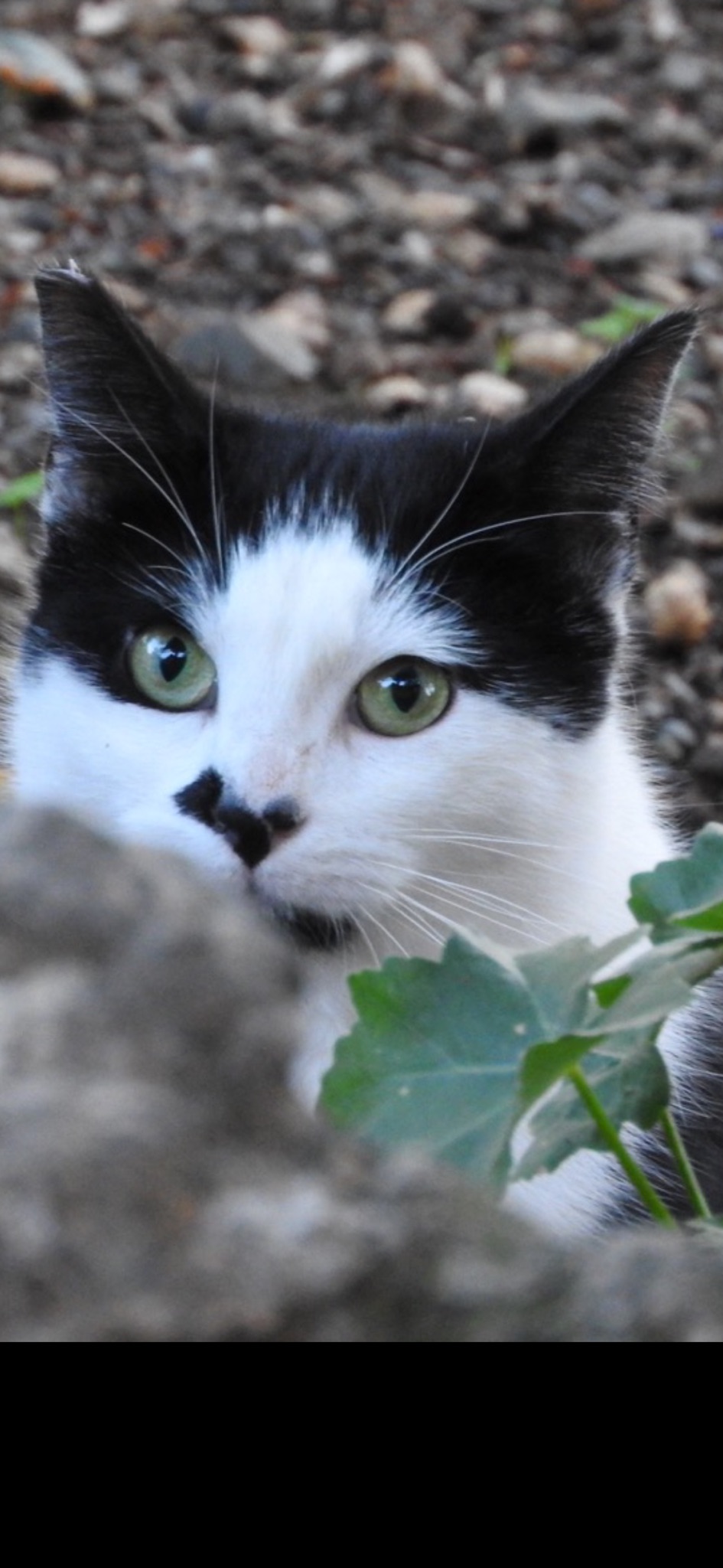 Image of Smudges, Lost Cat