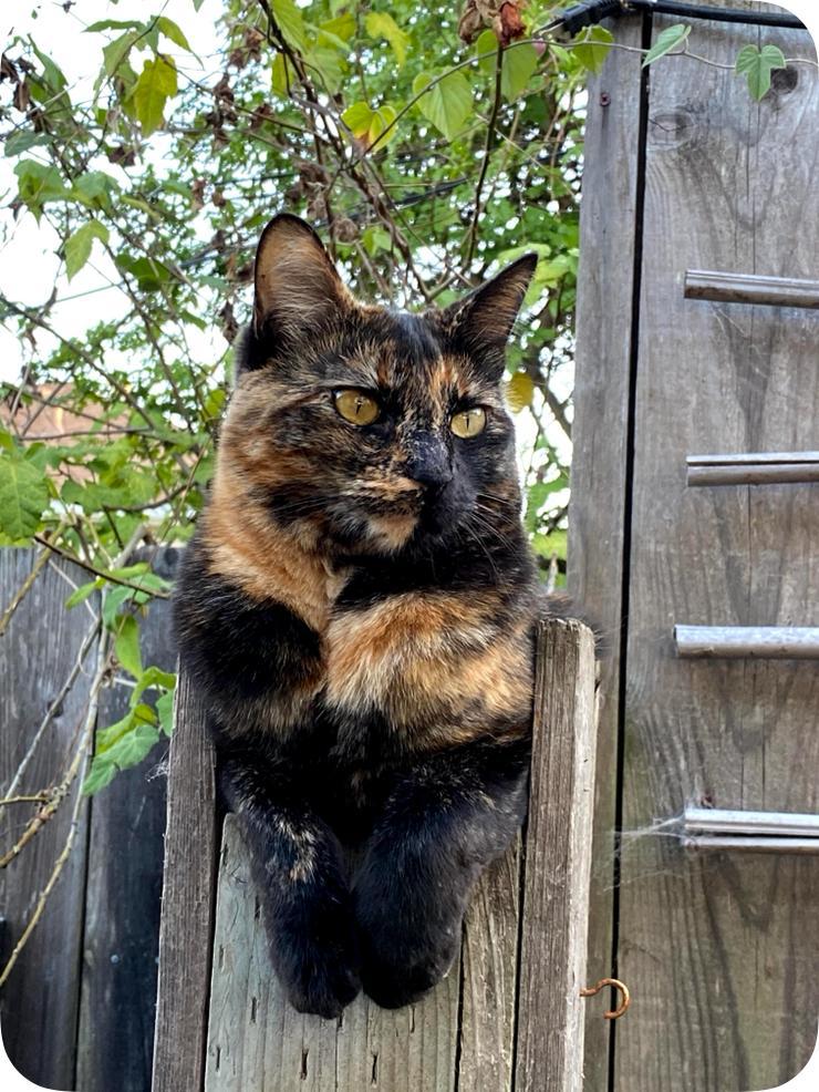 Image of Maisie, Lost Cat