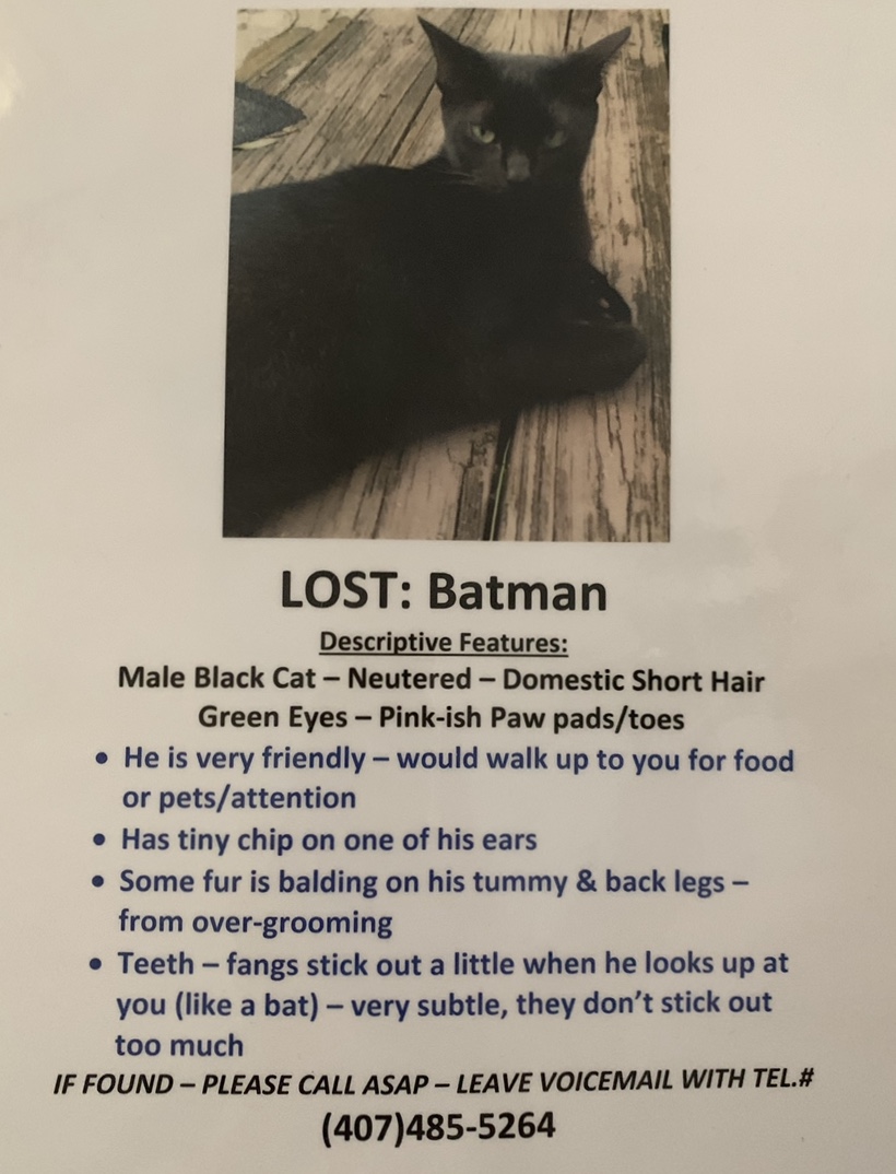 Image of Batman, Lost Cat
