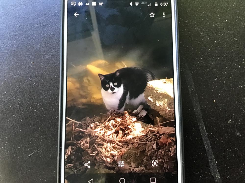 Image of Cooney, Lost Cat