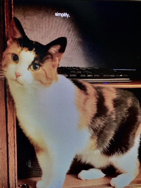 Image of Rosie, Lost Cat