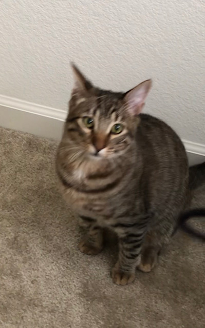 Image of Rocko, Lost Cat