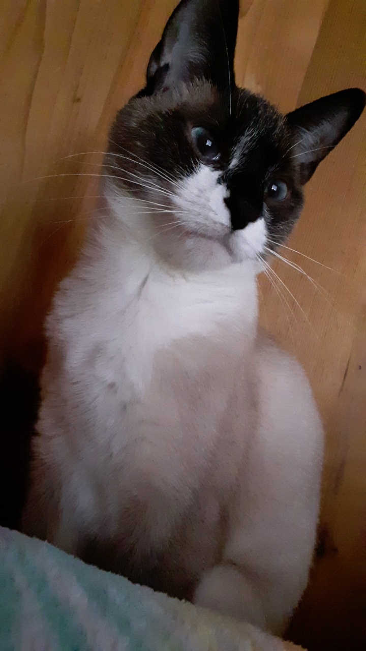 Image of Sookie, Lost Cat
