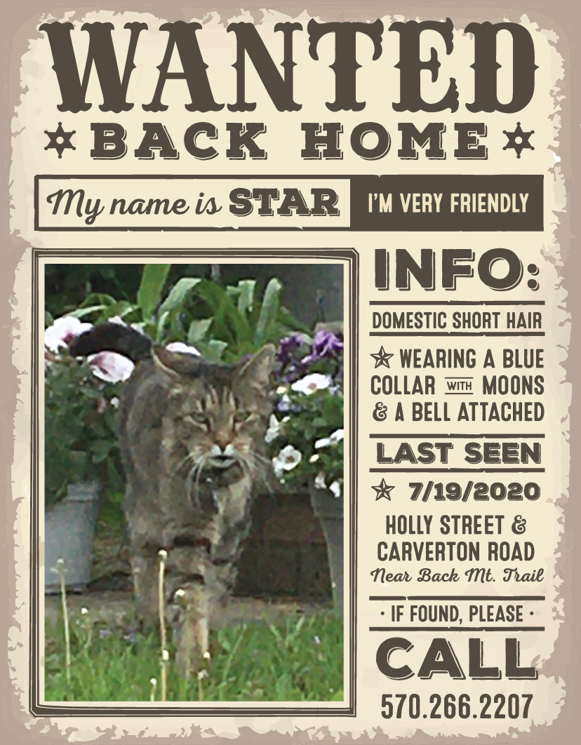 Image of Star, Lost Cat