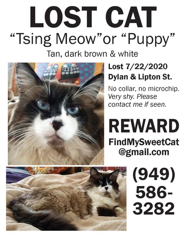 Image of Tsing Meow, Lost Cat