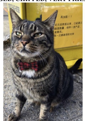 Image of Tanu, Lost Cat