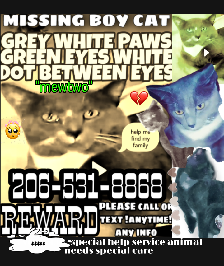 Image of MewTwo, Lost Cat