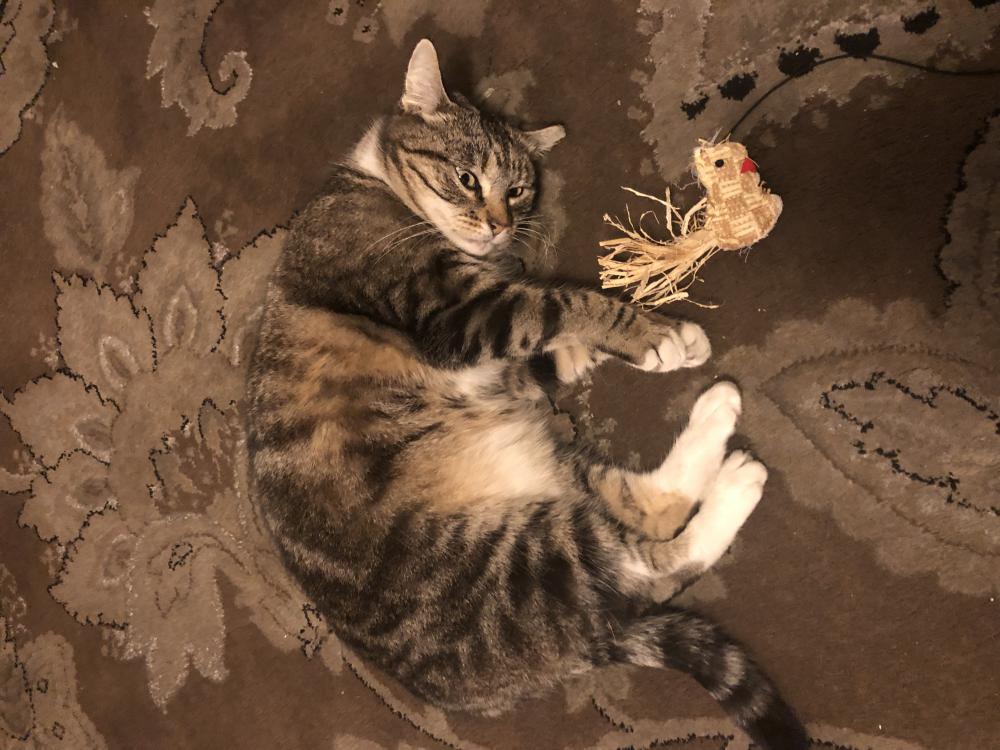 Image of Tigerlily, Lost Cat
