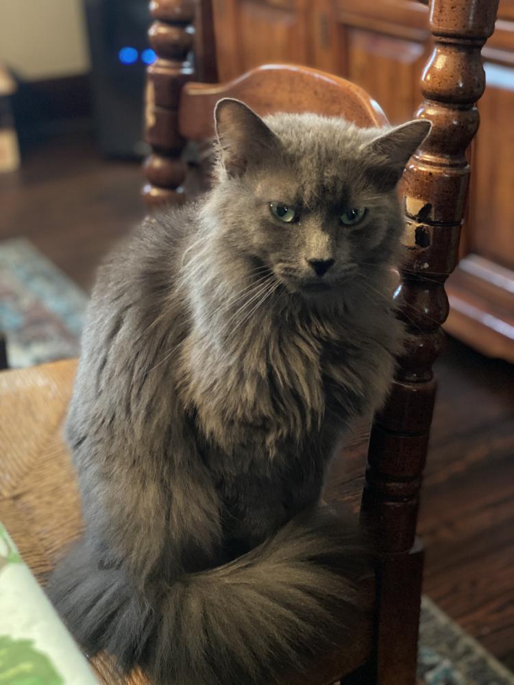 Image of Dorian Gray, Lost Cat