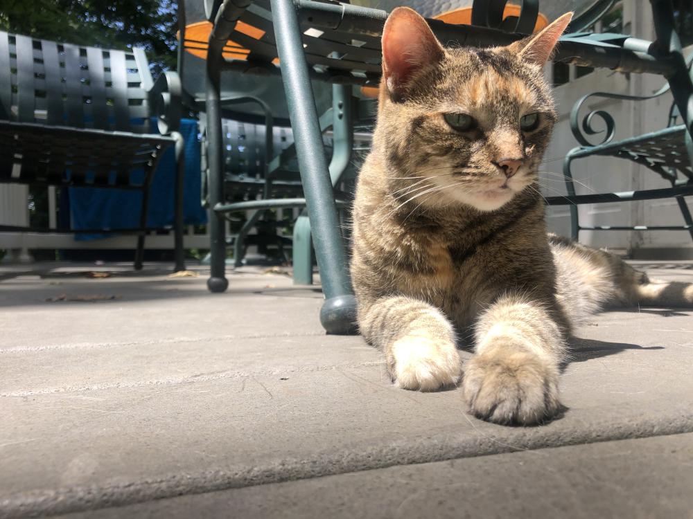 Image of Kiwi, Lost Cat