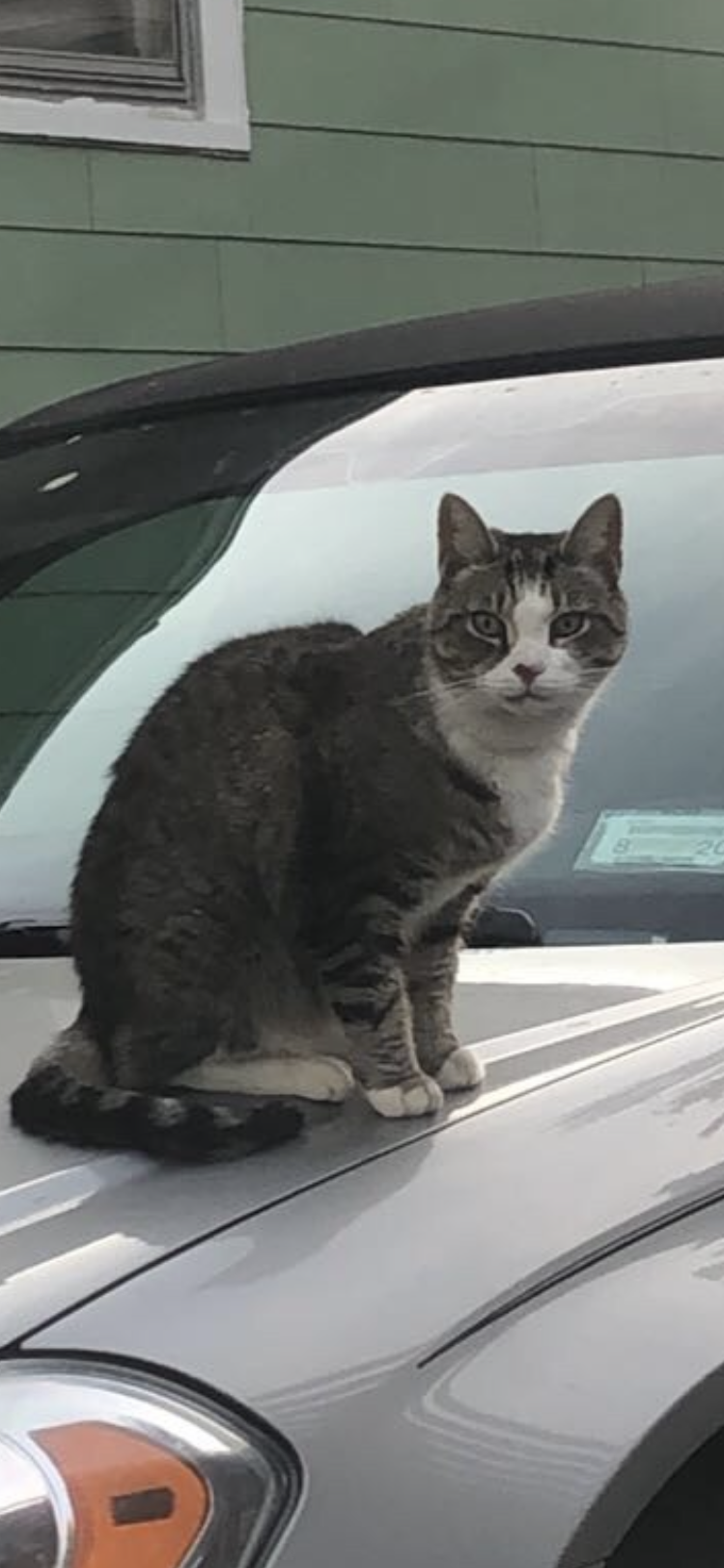Image of Son, Lost Cat