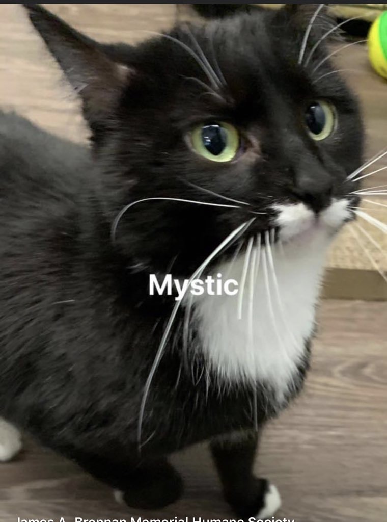 Image of Mystic, Lost Cat