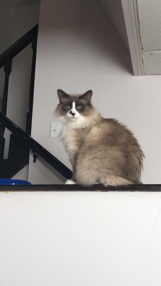 Image of Hershel, Lost Cat