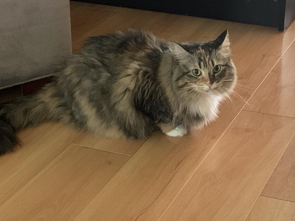 Image of Rosie, Lost Cat