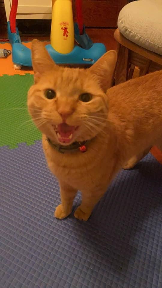 Image of Big red, Lost Cat