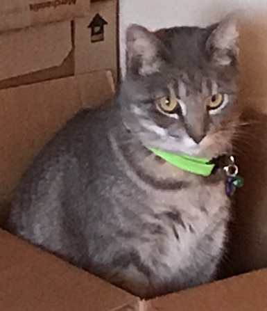 Image of Agatha, Lost Cat