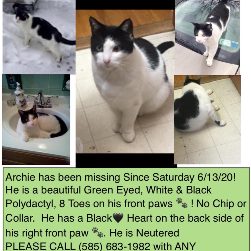 Image of Archie, Lost Cat