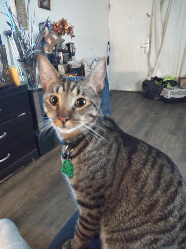 Image of Busterbear, Lost Cat