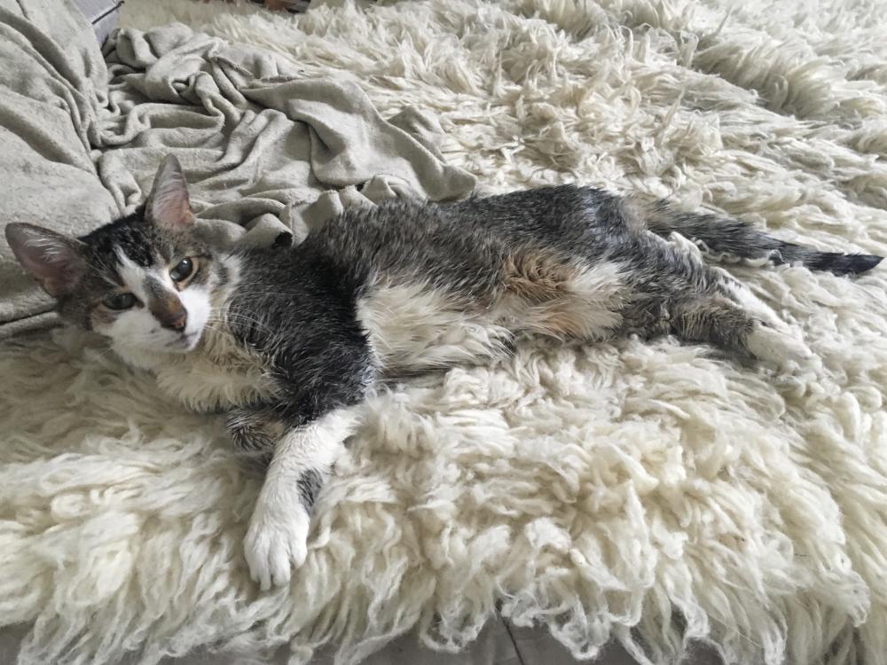 Image of Lili, Lost Cat