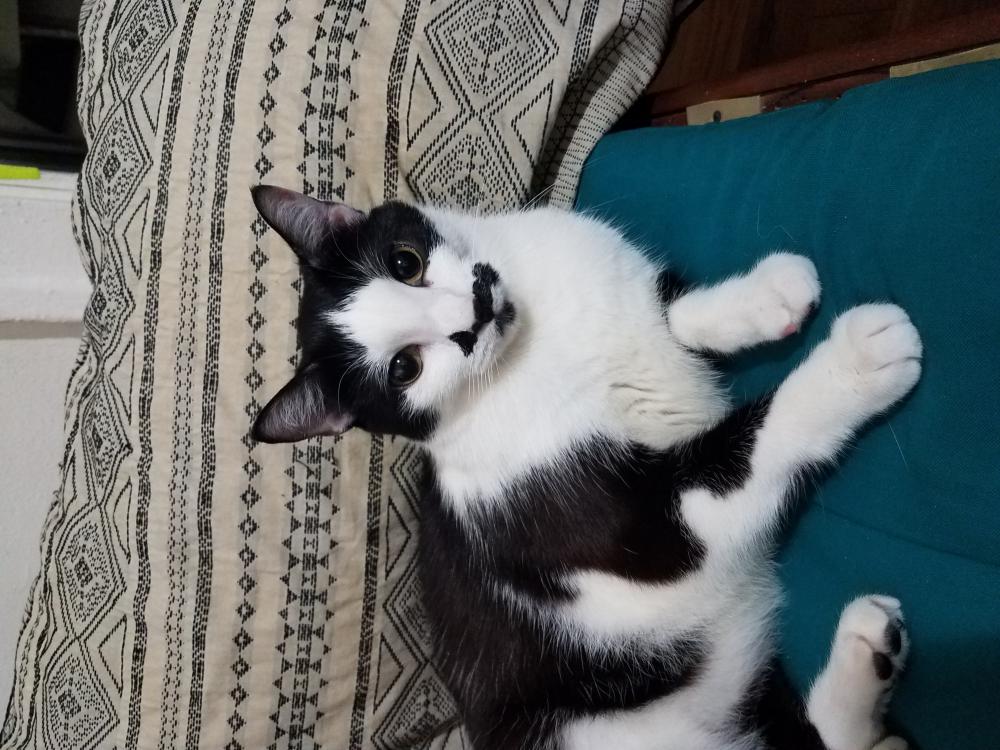 Image of Pistachio, Lost Cat