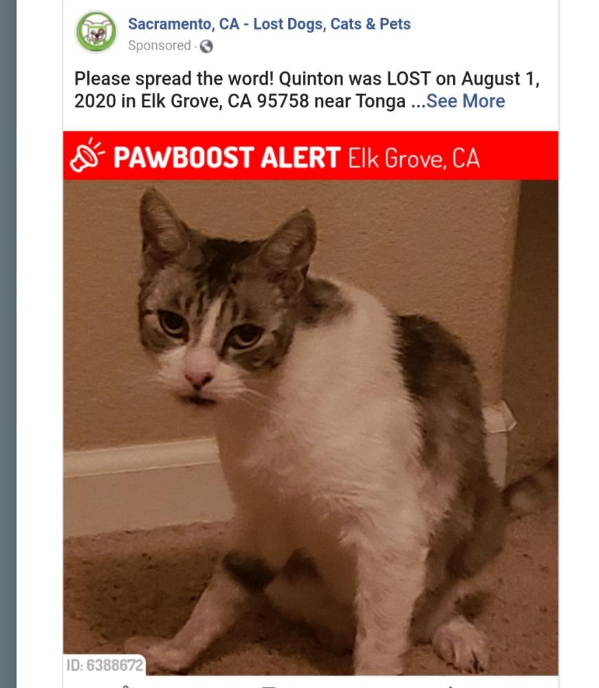 Image of Quinton, Lost Cat