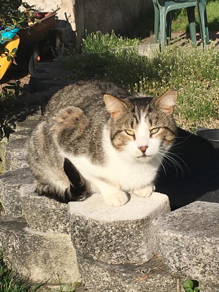 Image of Alley Cat, Lost Cat